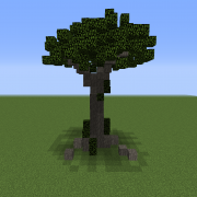 Acacia Tree 1