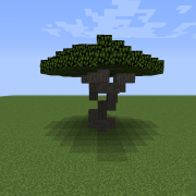 Acacia Tree S