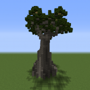 Baobab Tree