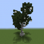 Birch Tree 1
