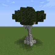 Birch Tree L