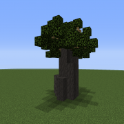 Small Baobab