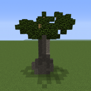 Small Baobab 2