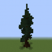 Spruce Tree 1