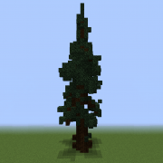 Spruce Tree 2
