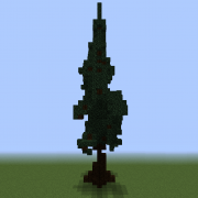 Spruce Tree 3