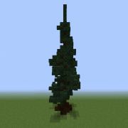 Spruce Tree 4