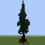 Spruce Tree 5