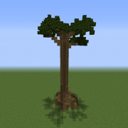 Tall Baobab Tree