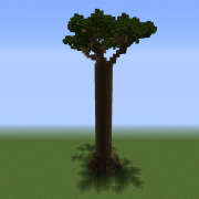 Tall Baobab Tree 3