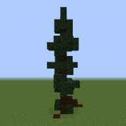 Tall Fir Tree