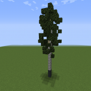 Thin Birch Tree 2