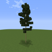 Thin Birch Tree