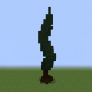 Thin Spruce Tree 1