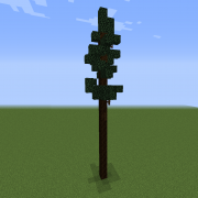 Thin Tall Pine Tree